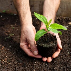 Estudo aponta que a conexão humana com a natureza caiu 60% em 200 anos