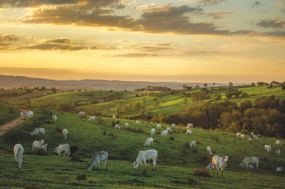 Revolução científica: o que há por detrás do crescimento da agropecuária